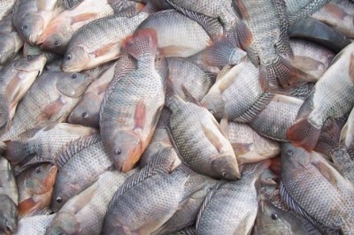 Estados Unidos deixam de exigir Certificação Sanitária Internacional para pescados brasileiros