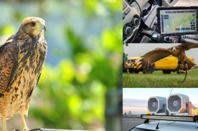 Retomada das operações no Aeroporto Internacional Salgado Filho reforça medidas de mitigação do risco de fauna