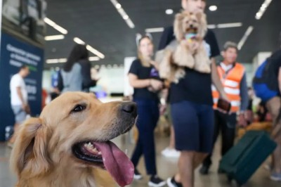 Governo Federal lança Plano de Transporte Aéreo de Animais