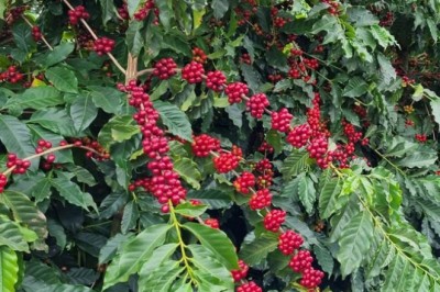 Receita do café arábica pode crescer R$ 22 bi por ano com o uso manejado de abelhas