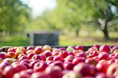 Abertura de mercado no Peru para exportação de maçãs brasileiras