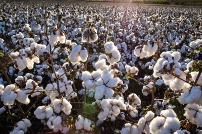 Vazio sanitário do algodão, na Região 4 de Goiás, começa no domingo, dia 10