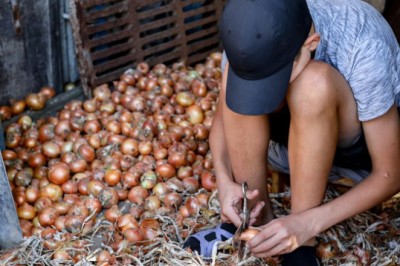 Governo Federal afasta cerca de 4.500 crianças do trabalho infantil em dois anos