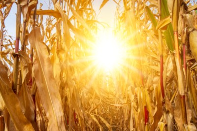 Ano de 2024 é o mais quente no Brasil desde 1961