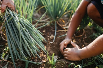 Desenrola Rural visa beneficiar mais de 250 mil produtores da agricultura familiar em 2025