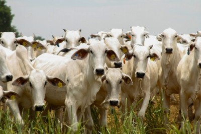 Goiás bate recorde no abate de bovinos em 2024 e se consolida como potência pecuária