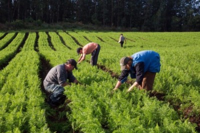 Governo Federal vai investir R$ 24 milhões em núcleos de agroecologia até 2027