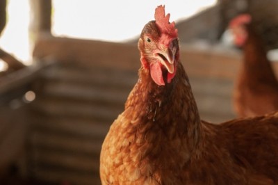 Agrodefesa reforça estado de alerta e ações de prevenção contra a gripe aviária em Goiás