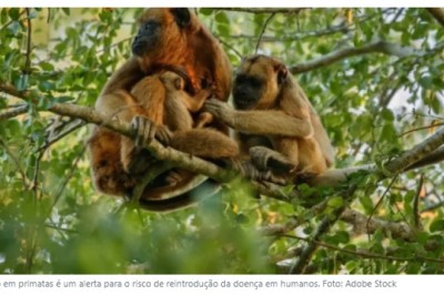 Após 8 anos, Goiás volta a registrar alerta para febre amarela
