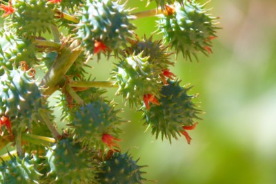 Valor Bruto da Produção do agro alcançou R$ 1,406 trilhão em agosto