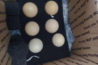 Vigiagro retém ovos in natura enviados por remessa postal dos EUA sem autorização