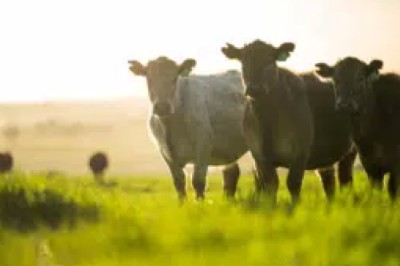 Produtor rural obtém direito a restituição de ICMS pago a mais