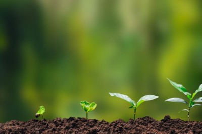 ProFloresta+: Parceria entre BNDES e Petrobras impulsiona restauração de 50 mil hectares na Amazônia