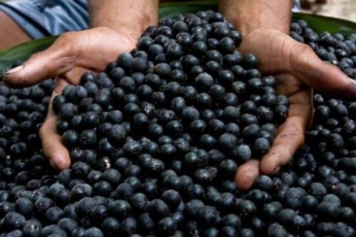 Com R$ 39 milhões, Fundo Amazônia apoia pequenos produtores rurais e extrativistas