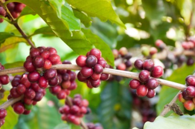 Governo Federal destina mais de R$ 7 bilhões para impulsionar desenvolvimento do setor cafeeiro