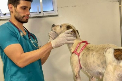 Cães vítimas de maus-tratos recebem tratamento na UPAVet e aguardam adoção em Goiânia