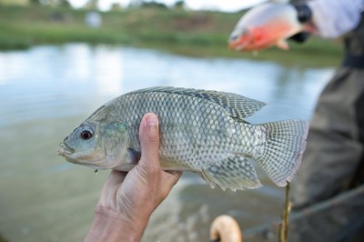Goiás inclui tilápia no Programa de Aquisição de Alimentos