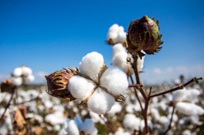 Cotonicultura está entre as cinco principais lavouras do Brasil