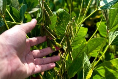 Goiás tem estimativa de safra recorde na produção de grãos em 2025