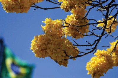 Brasil tem crescimento expressivo nos índices de confiança da população no Governo Federal e em seus serviços, indica OCDE