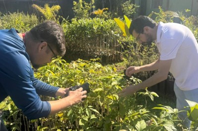 Prefeitura de Goiânia orienta sobre como solicitar vistoria arbórea para poda ou retirada de árvores em áreas públicas