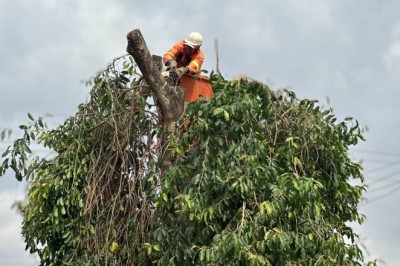 Comurg realiza poda preventiva em 107 mil árvores para evitar acidentes durante temporada de chuvas