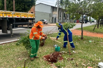 Comurg projeta o plantio de 6 mil novas árvores até abril de 2026