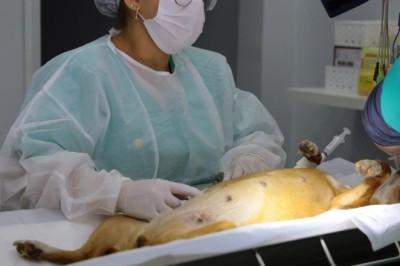PATA ultrapassa 3,1 mil procedimentos e reforça política de bem-estar animal em Aparecida