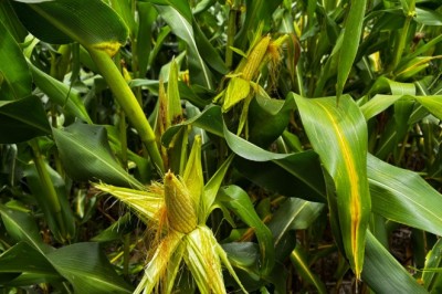 Goiás caminha para a segunda maior safra de grãos da história