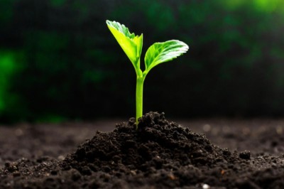 Mapa cria canal exclusivo para notificação de suspeitas de novas pragas