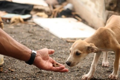 Governo do Brasil capacita servidores em combate aos crimes de maus-tratos contra animais