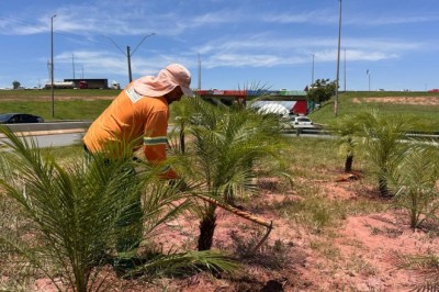 Comurg planta mais de 1,9 mil árvores em 70 dias