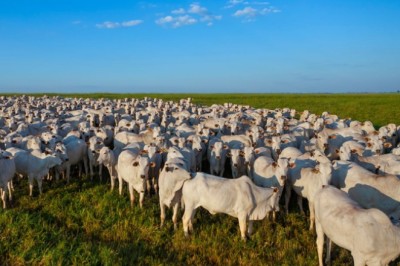 Abate de bovinos, frangos e suínos atinge recorde histórico e acompanha altas na produção de leite e ovos