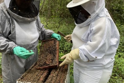 Agrodefesa e CropLife Brasil lançam "Guia de Boas Práticas Agrícolas para Preservação dos Polinizadores”