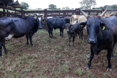 Agrodefesa destaca importância da vigilância permanente para sanidade do rebanho goiano