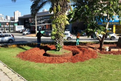 Comurg inicia transplante de árvores da Praça Ciro Lisita para preservar patrimônio ambiental