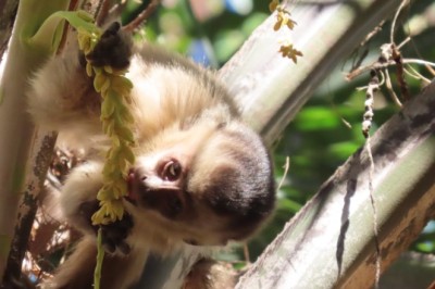 Amma orienta população sobre como agir ao encontrar animais silvestres na cidade