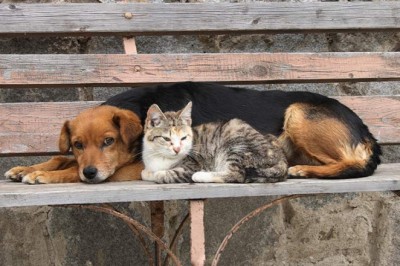 Estatuto dos Cães e Gatos está na pauta da CCJ