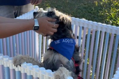 Prefeitura de Aparecida realiza feira de adoção de pets neste sábado, 15, no Parque Lafaiete