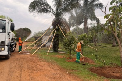 Árvores retiradas da Praça Ciro Lisita estão vivas e recuperação segue dentro do previsto