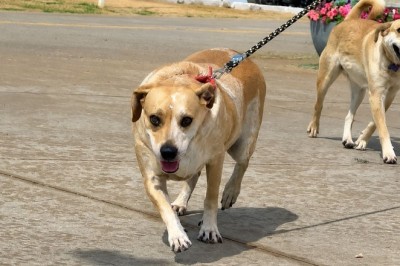 1º Circuito PATA reúne mil inscritos em corrida e caminhada pela causa animal neste sábado, 29