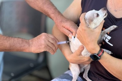 Goiânia realiza campanha antirrábica com vacinas gratuitas para cães e gatos