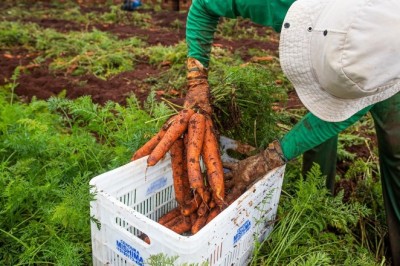 Rendimento médio no agronegócio de Goiás tem alta de 20,5%