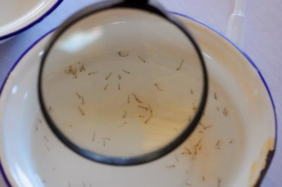 Chuvas fora de época elevam risco de dengue e chikungunya em Goiás