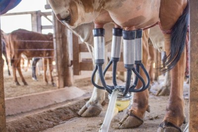 Goiás registra valorização do preço do leite ao produtor em 2026