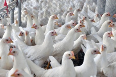 Goiás amplia em 19% exportações de carne de frango no primeiro semestre de 2026