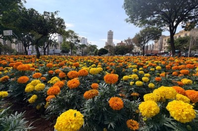 Comurg ornamenta Praça do Trabalhador e outros pontos de Goiânia com 123 mil mudas plantadas em 60 dias
