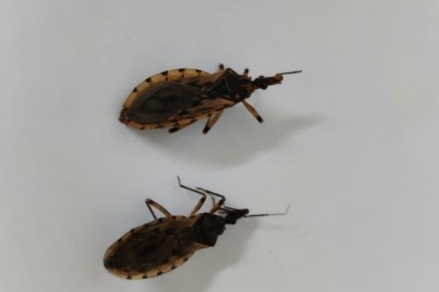 Prefeitura de Goiânia alerta para presença de barbeiros e orienta população sobre prevenção à doença de Chagas