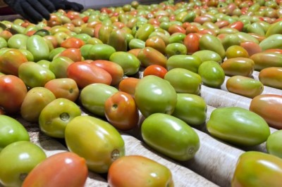 Goiás lidera produção nacional de tomate com 1,34 milhão de toneladas estimadas para 2026